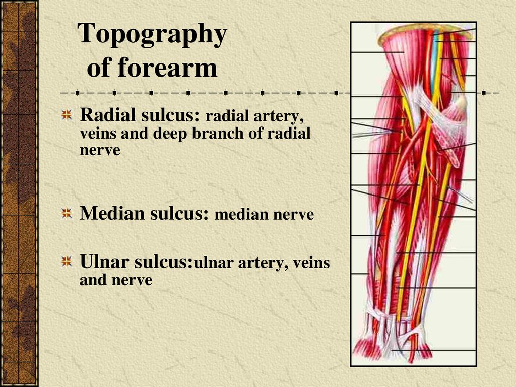 topography of arteries, and veins)