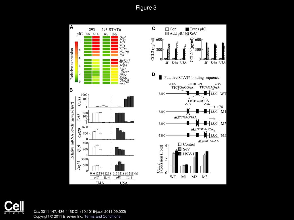 Activation of STAT6 by STING Is Critical for Antiviral Innate Immunity ...