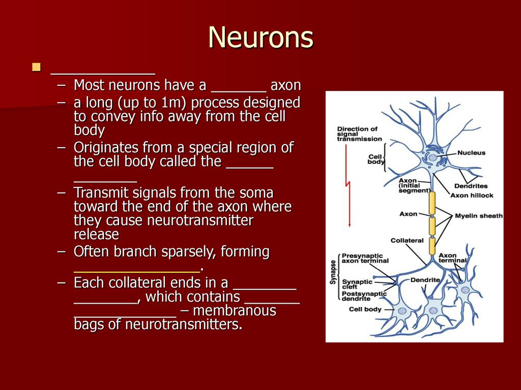 Neurons ___________ Most neurons have a _______ axon