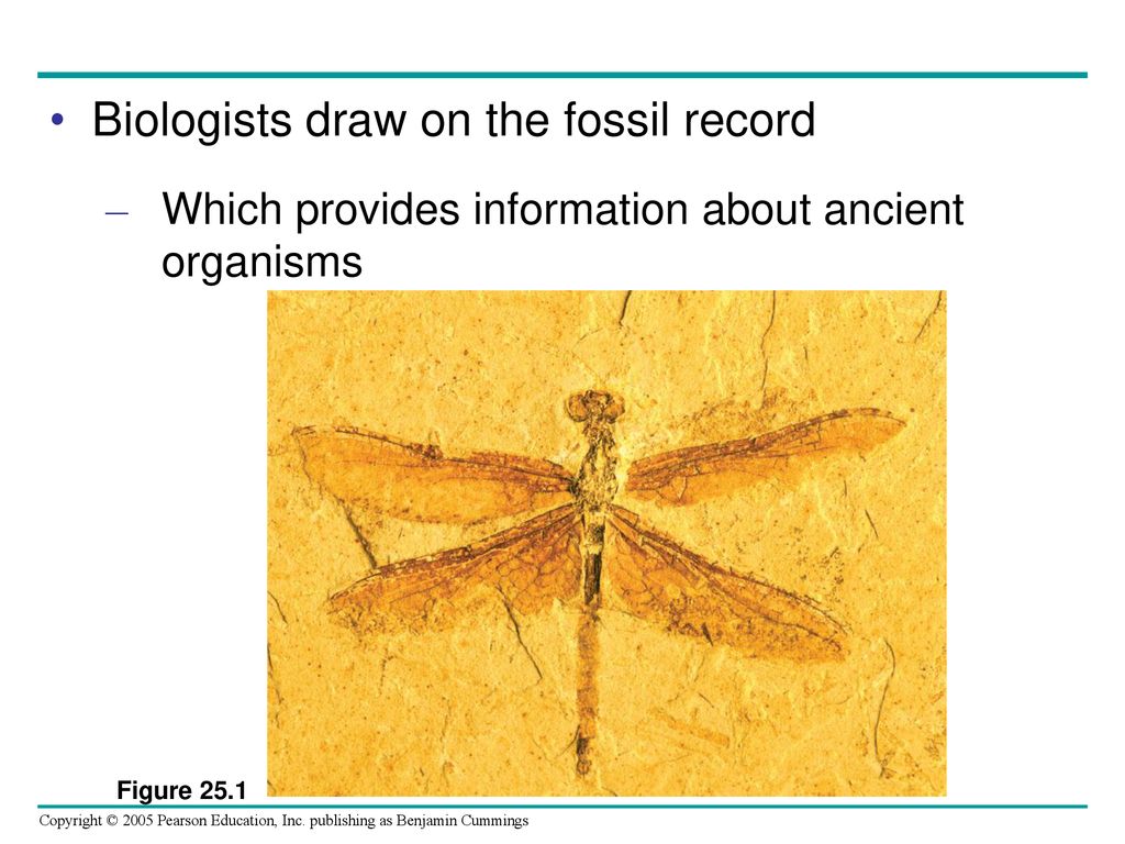 Biologists draw on the fossil record