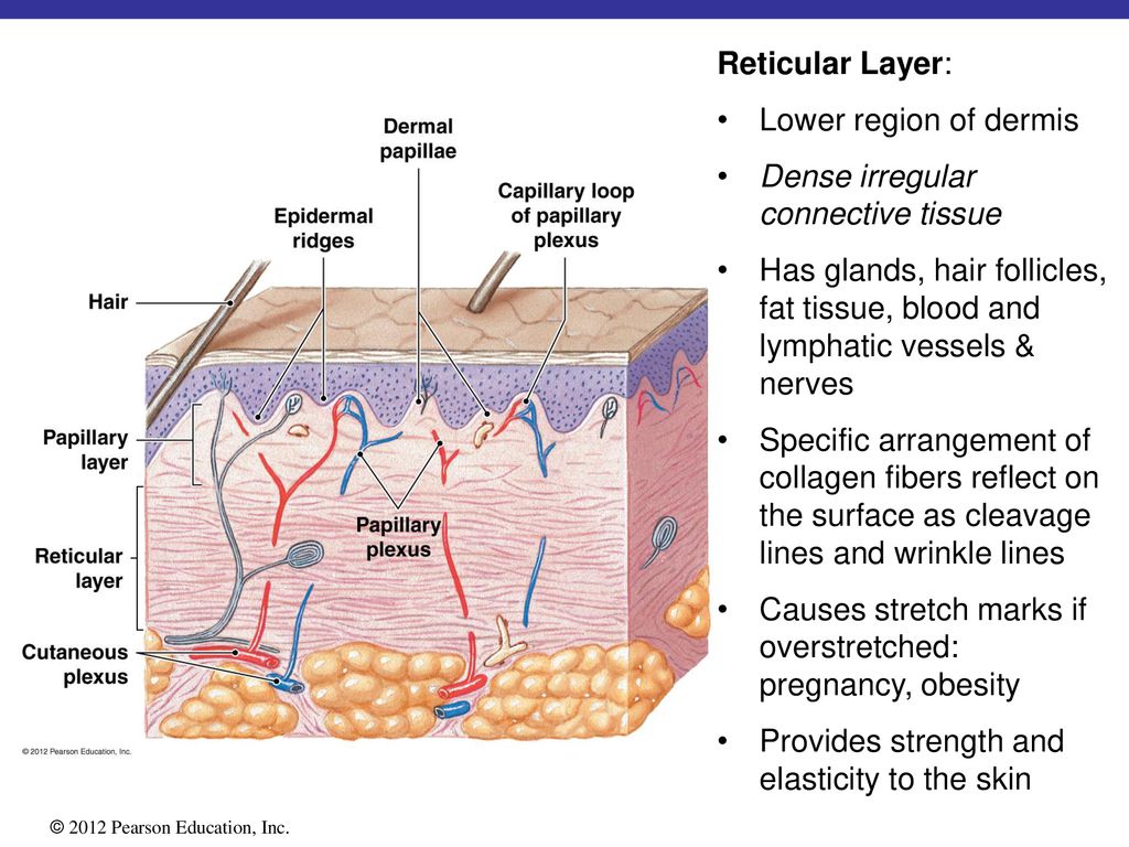 5-the-integumentary-system-ppt-download