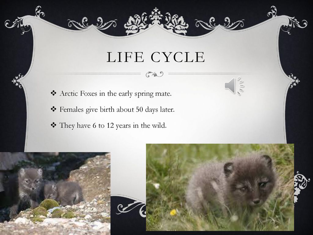 life cycle of an arctic fox Arctic fox life cycle diagram