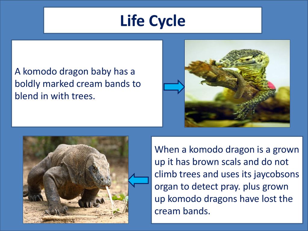 Life Cycle A komodo dragon baby has a boldly marked cream bands to blend in with trees. A picture of the animal as a baby or young.