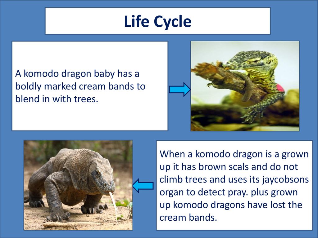 Komodo Dragon Life Cycle