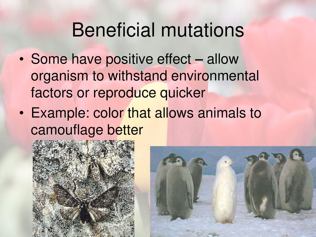 Mutations ppt download