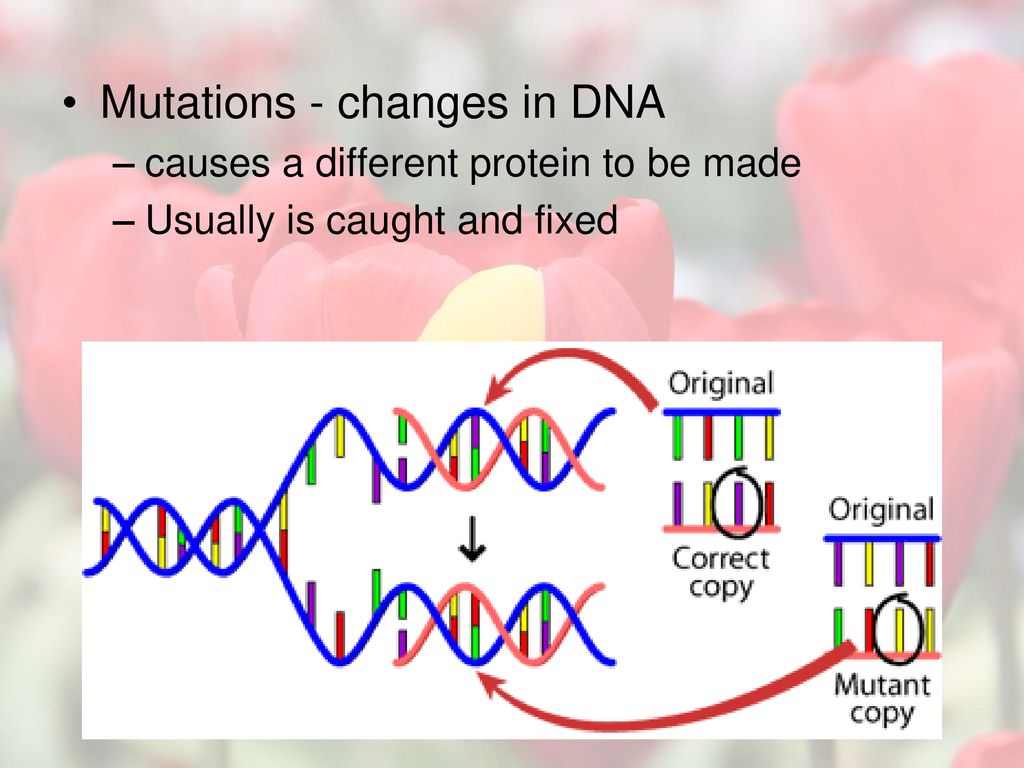 Mutations - changes in DNA