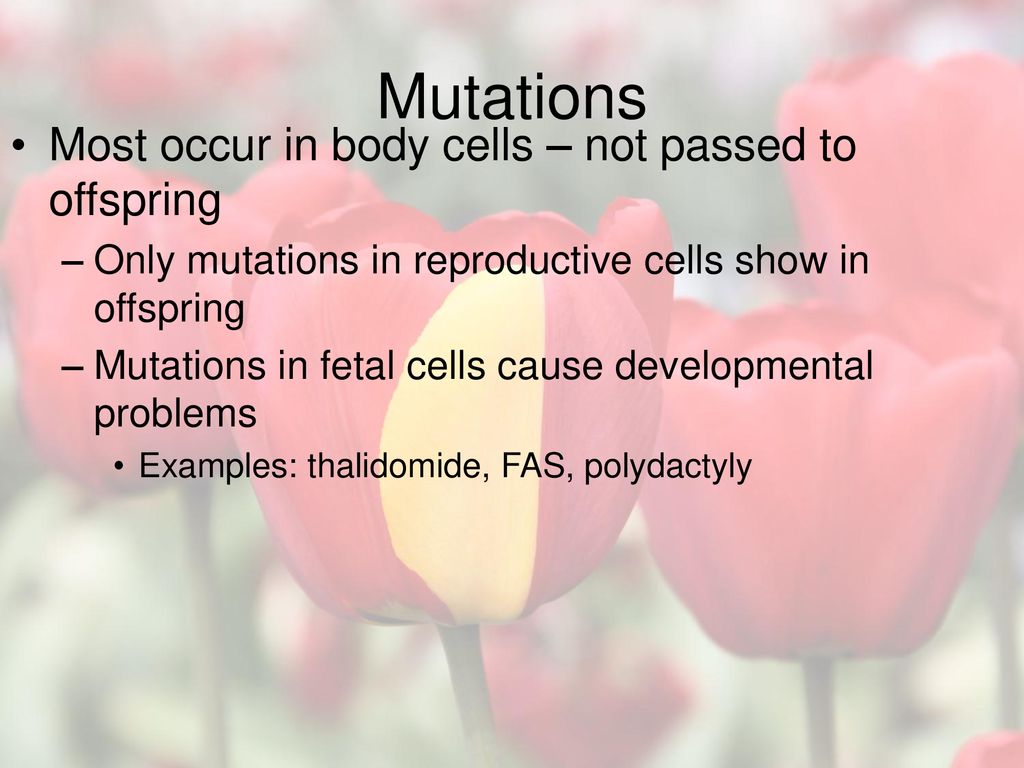 Mutations Most occur in body cells – not passed to offspring