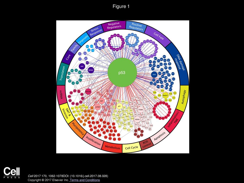 Putting p53 in Context Cell Biology Diagrams
