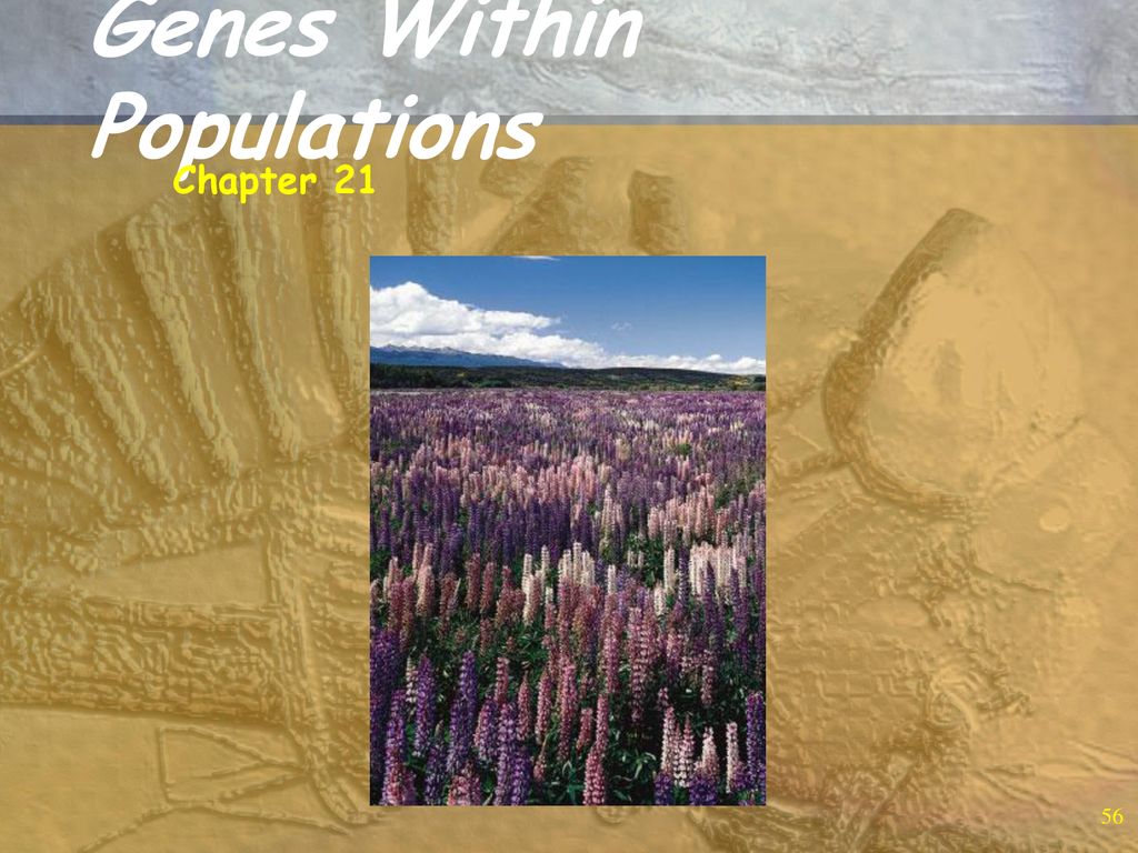 Population Genetics Ppt Download