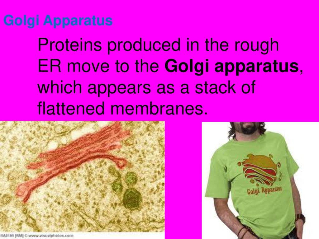 LIFE IS CELLULAR. Biology Diagrams