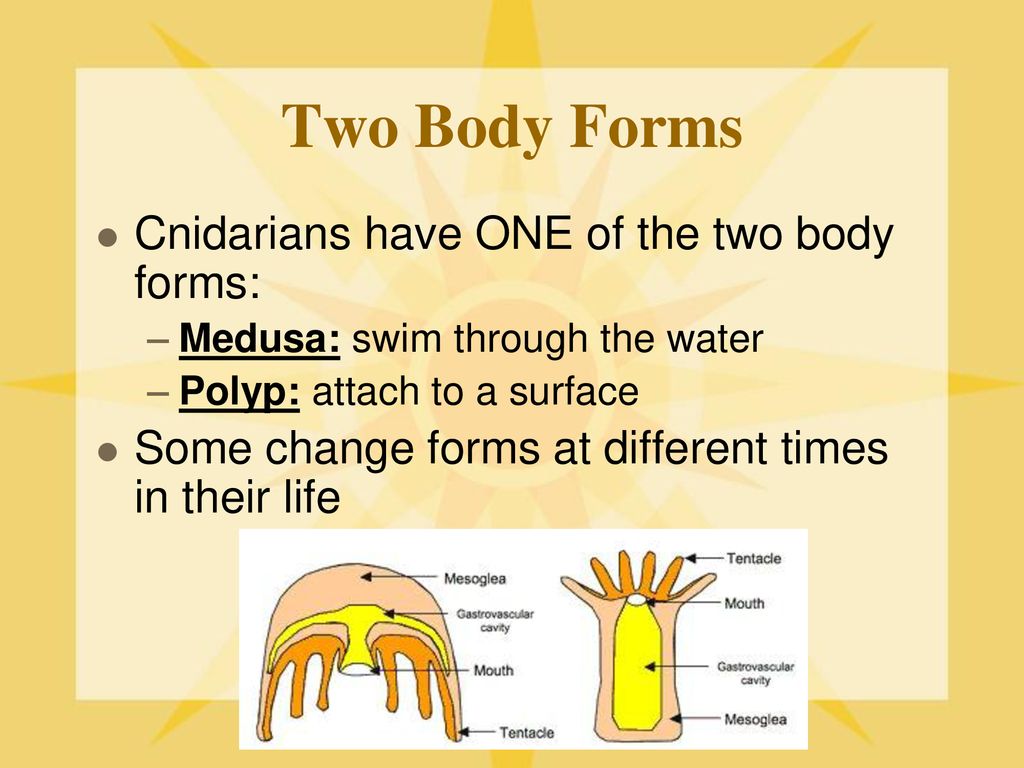 Invertebrates Sponges & Cnidarians. ppt download