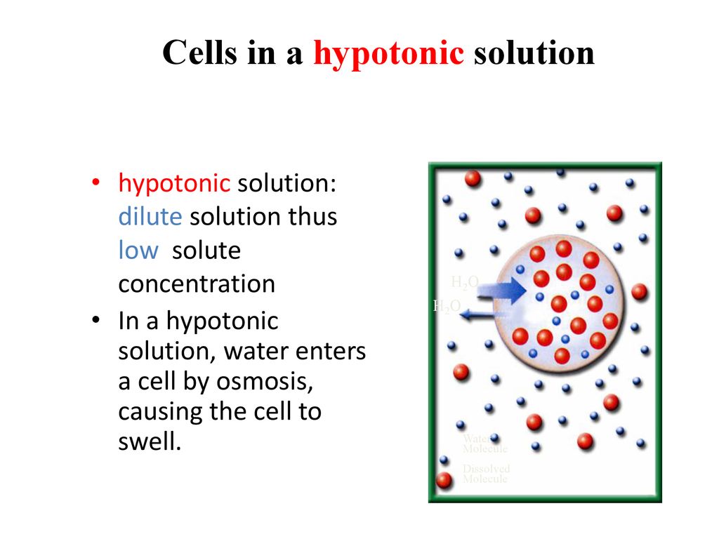 Osmosis And Diffusion Ppt Download