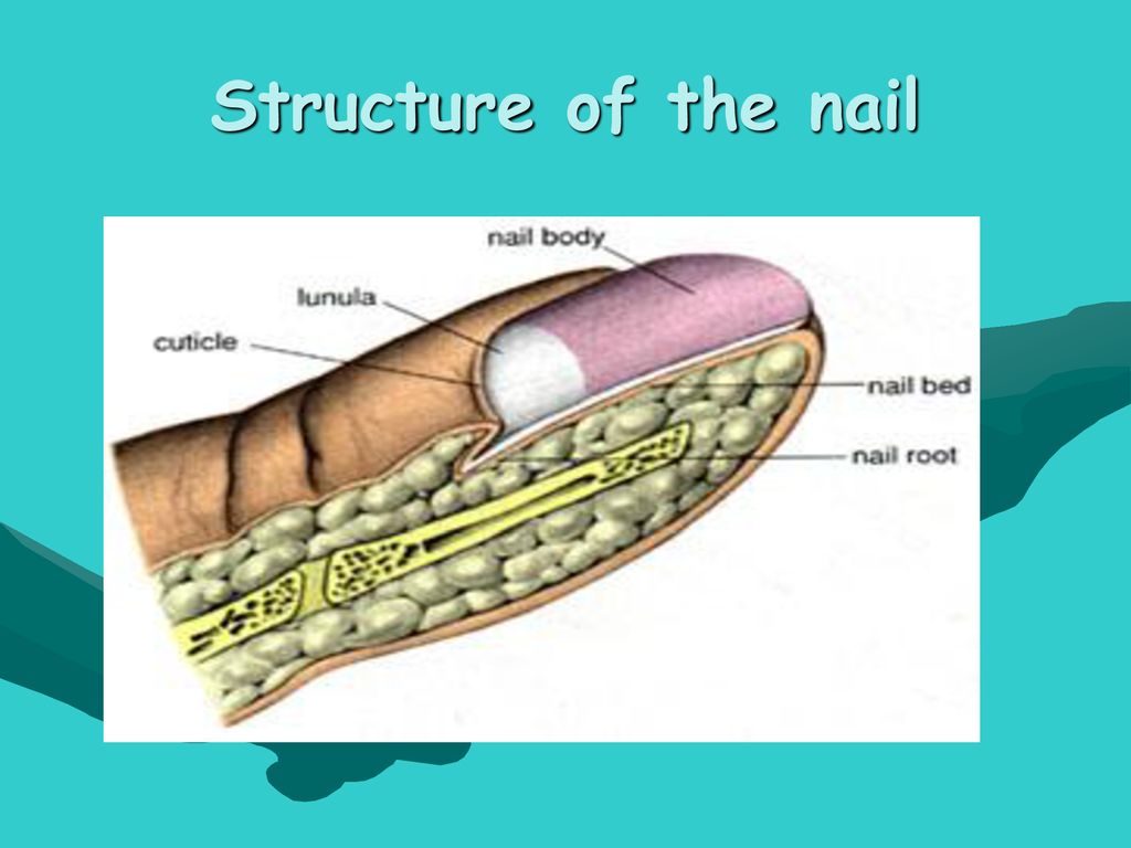 Cos Chpt 8 Nail Structure & Growth Flashcards | Quizlet