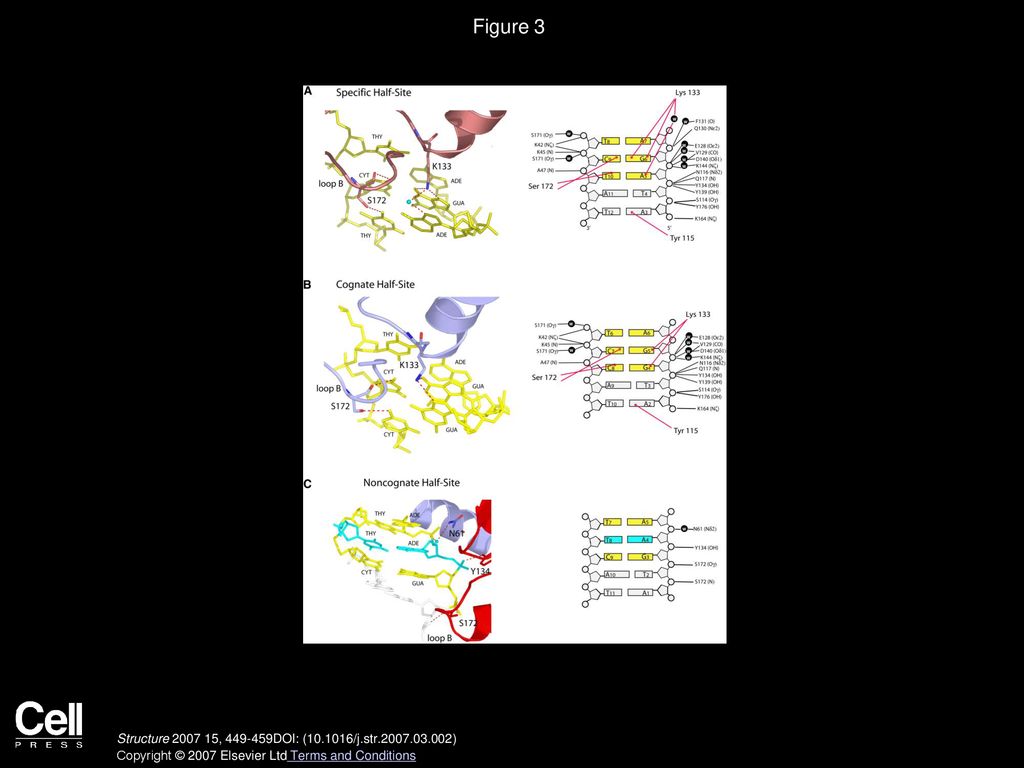 Volume 15, Issue 4, Pages (April 2007) - Ppt Download