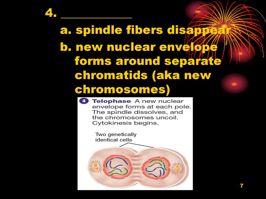 10.2 Mitosis I. Cell ____________ A. G1 โ Cell Growth S โ DNA Copied ... Biology Diagrams