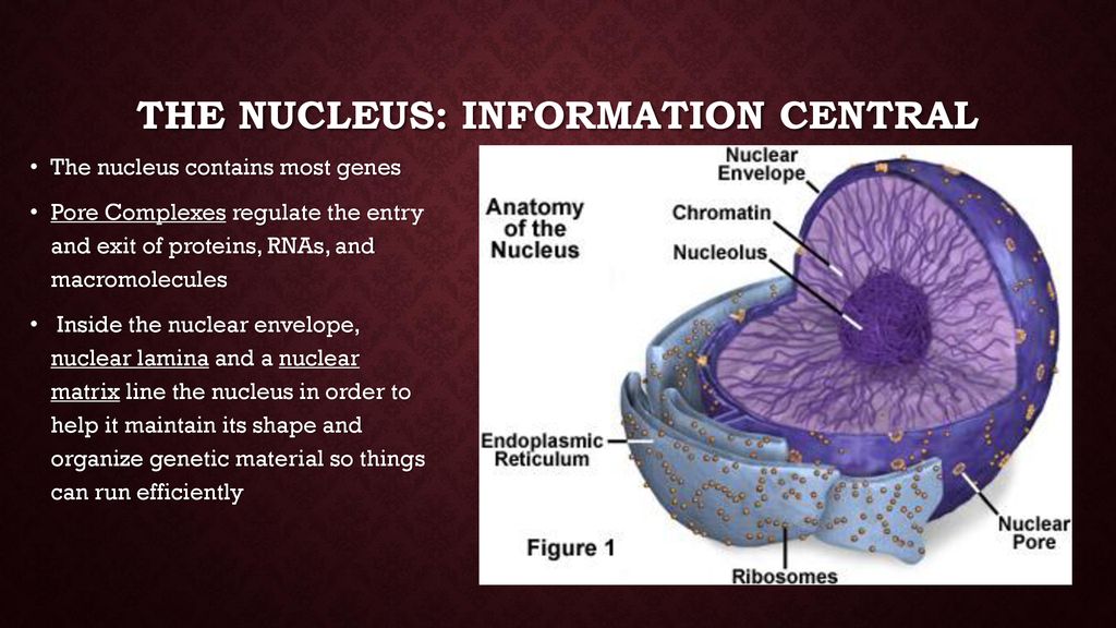 Movement of eukaryotic cell’s genetic material - ppt download