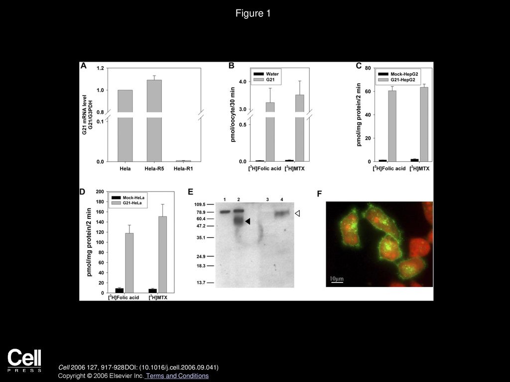 Figure 1 Identification and Initial Characterization of the Low-pH Folate Transporter.