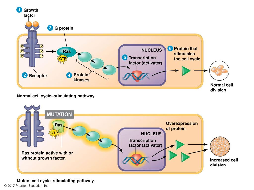 Cell cycle stimulating pathway