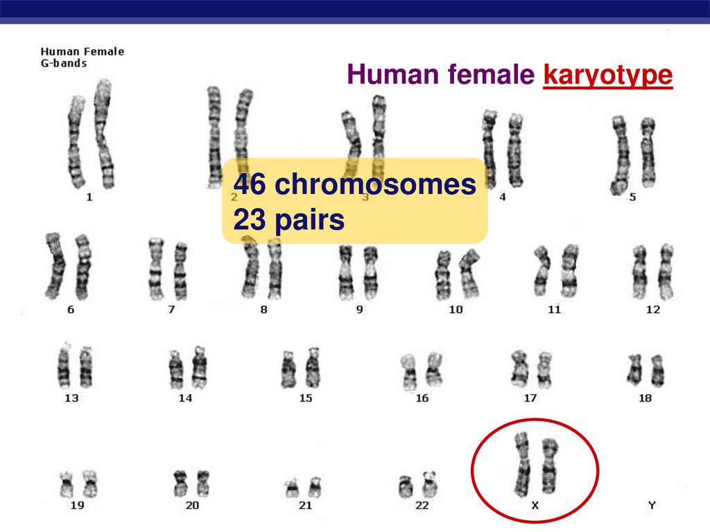 Meiosis & Sexual Reproduction - ppt download