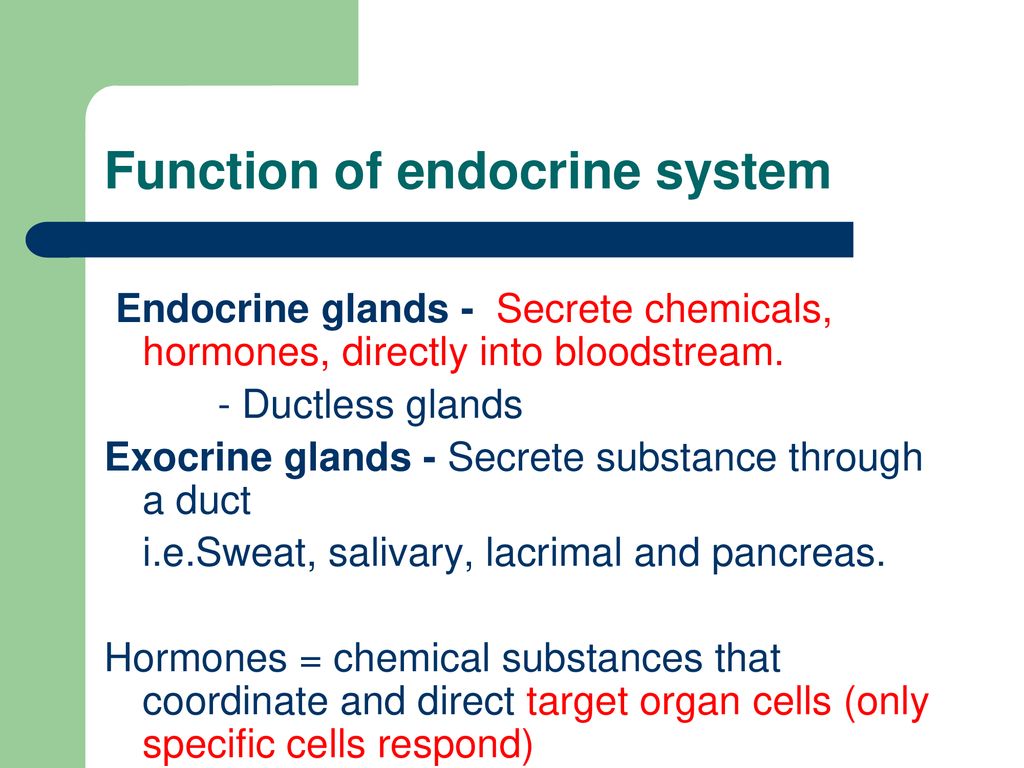 Endocrine System. Biology Diagrams