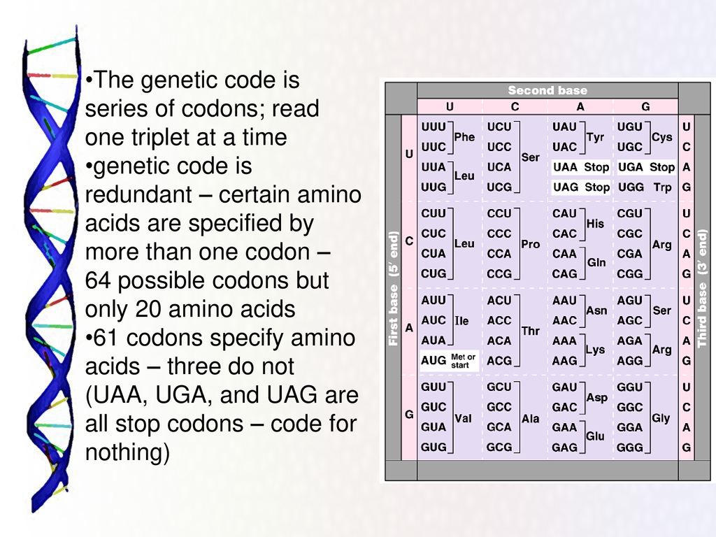 The genetic code is series of codons; read one triplet at a time