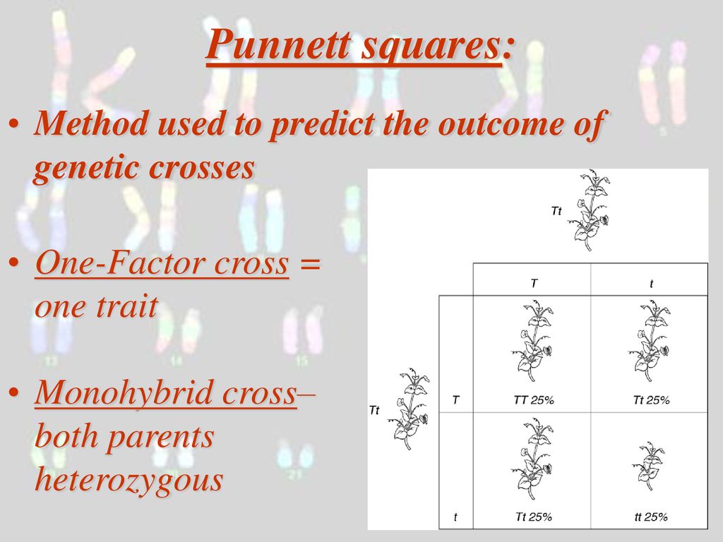 Punnett squares: Method used to predict the outcome of genetic crosses