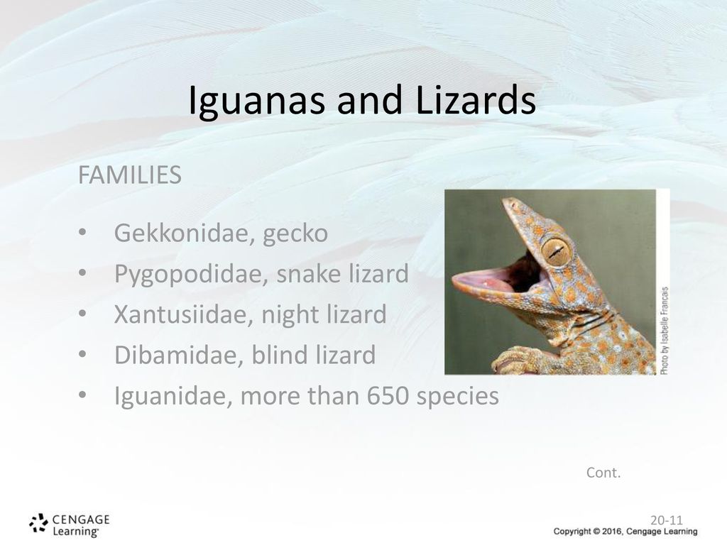 Iguanas and Lizards FAMILIES Gekkonidae, gecko