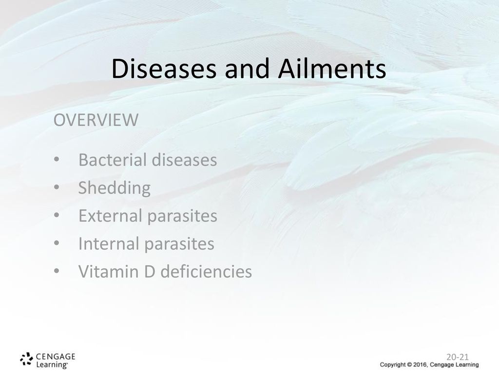 Diseases and Ailments OVERVIEW Bacterial diseases Shedding