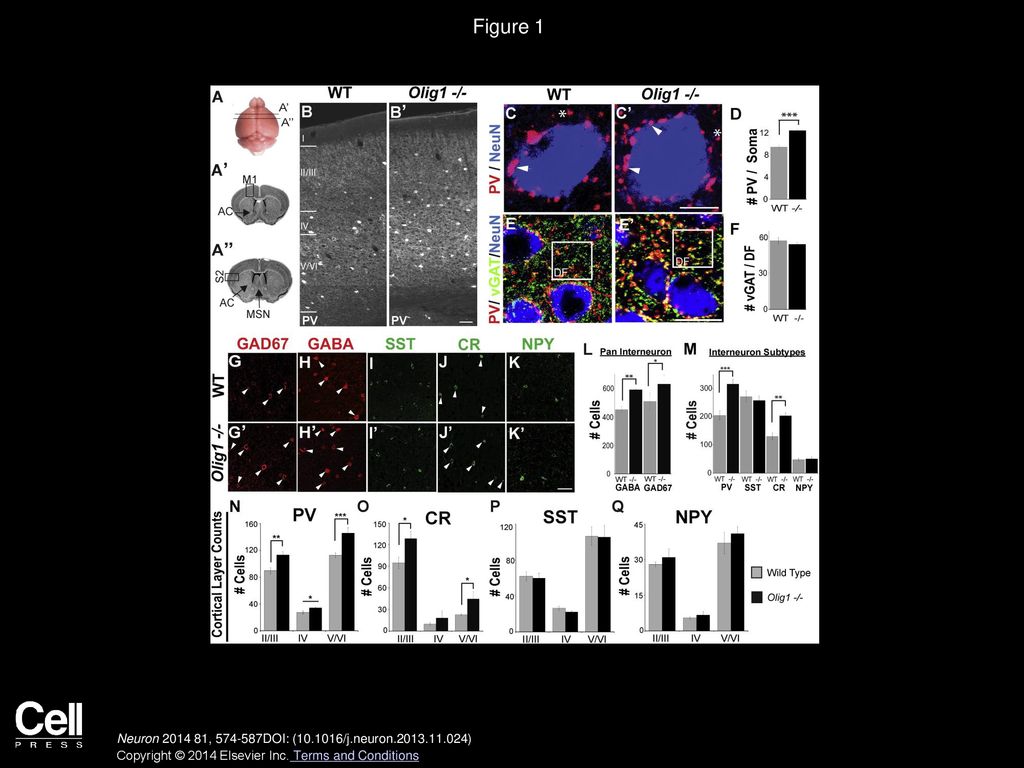 Figure 1 Increase in Interneuron Numbers in the Cerebral Cortex of Adult Olig1-Null Mutant Mice.