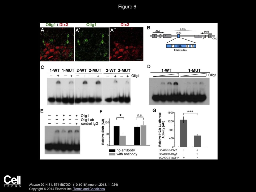 Figure 6 Olig1 Is a Direct Repressor of Dlx1/2 at the I12B Intergenic Enhancer.