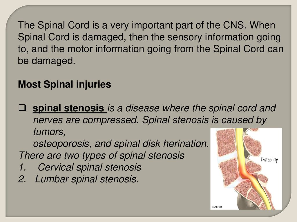 The Spinal Cord is a very important part of the CNS