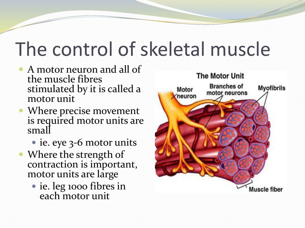 Working Muscles Chapter ppt download