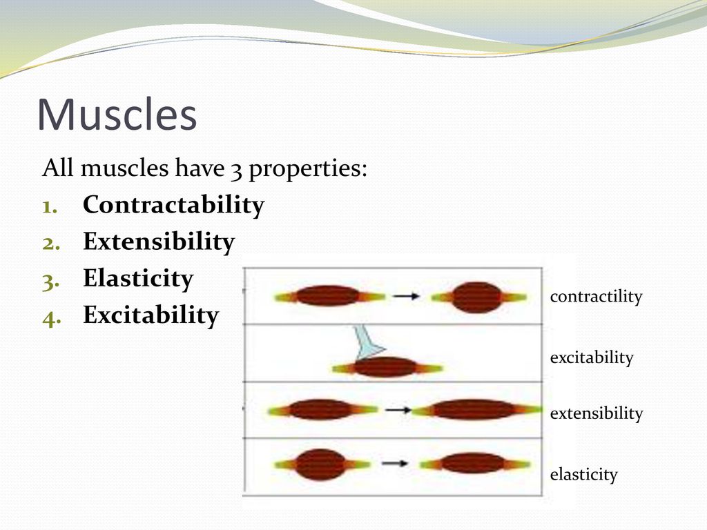 Working Muscles Chapter ppt download