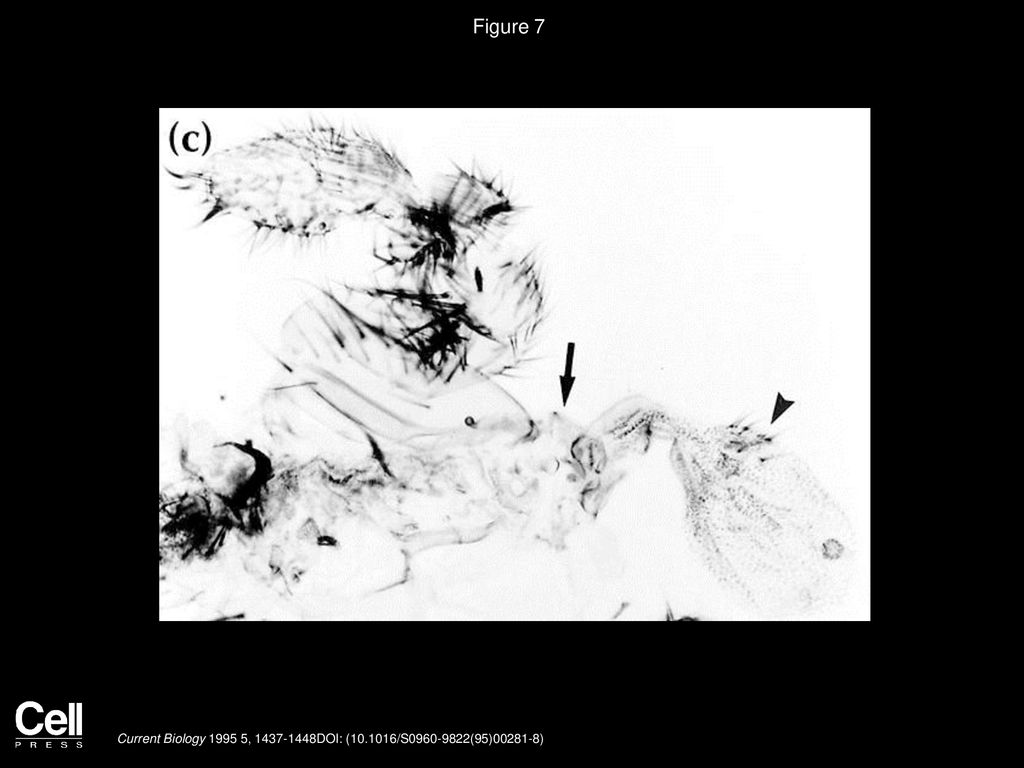 J.P. Couso, E. Knust, A. Martinez Arias Current Biology - ppt download