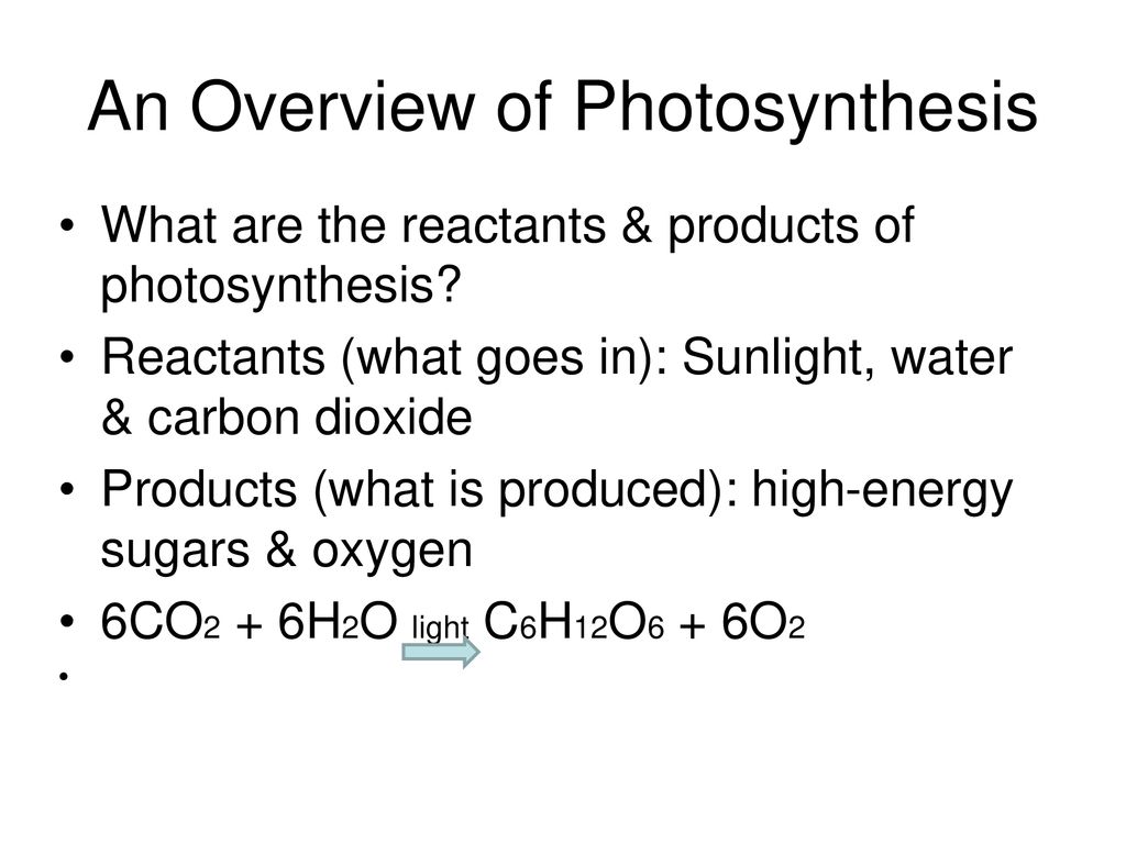 8.2 Photosynthesis p ppt download