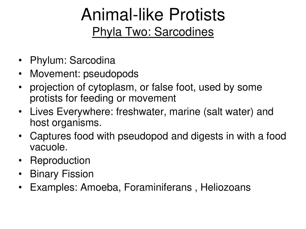 Introduction and the Animal-like Protists - ppt download