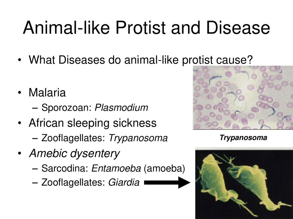 Introduction and the Animal-like Protists - ppt download