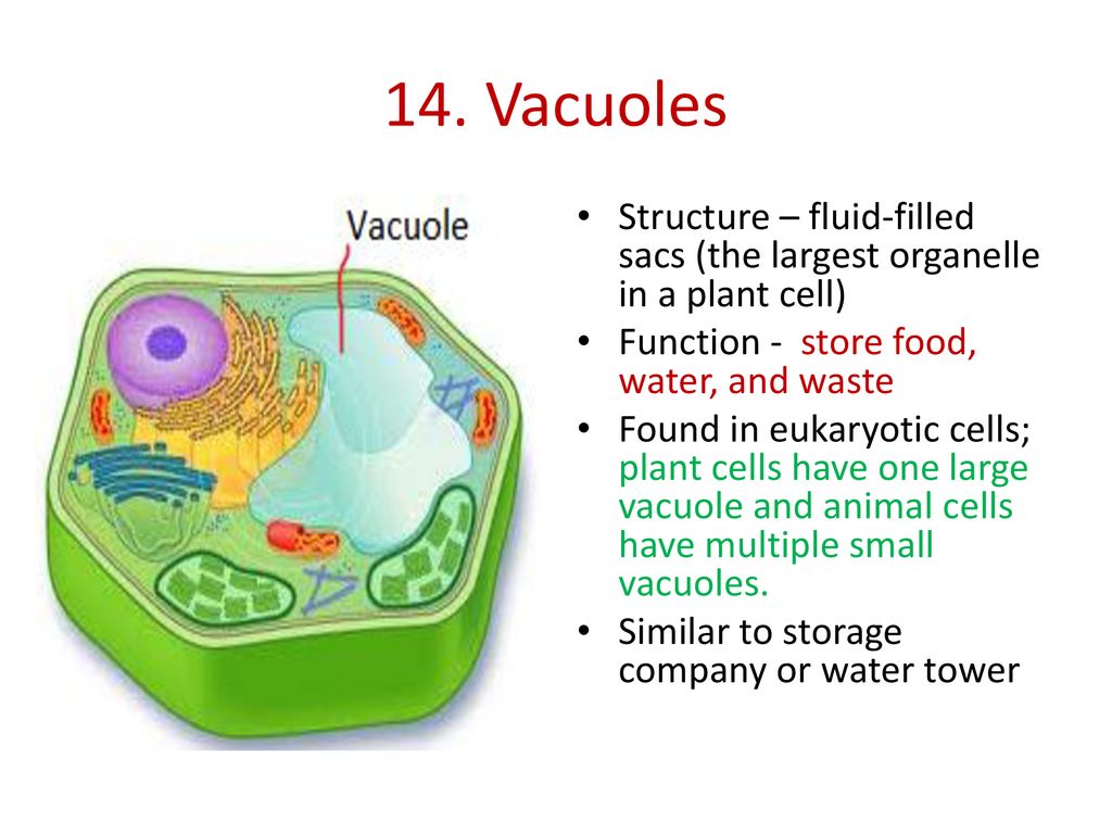 Chapter 7 Explain the cell theory. Name the basic cell structures. - ppt  download