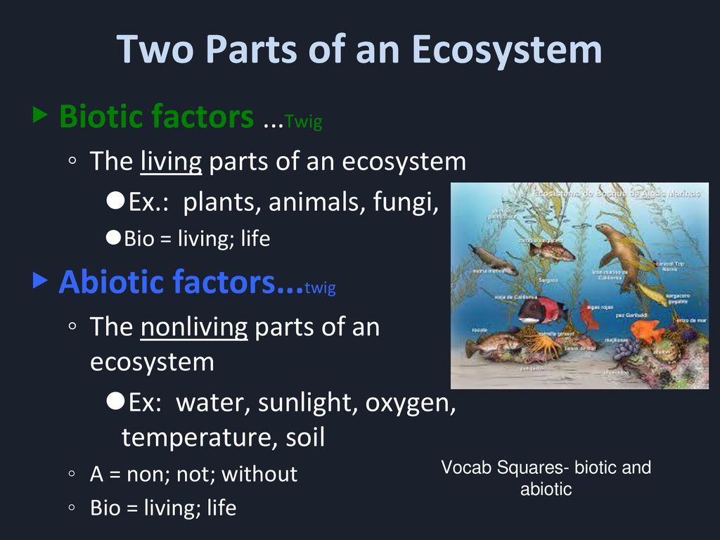 Oceanic ecosystems. - ppt download