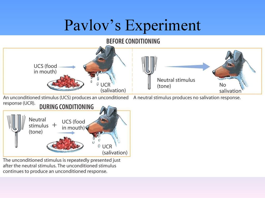 Pavlov’s Experiment
