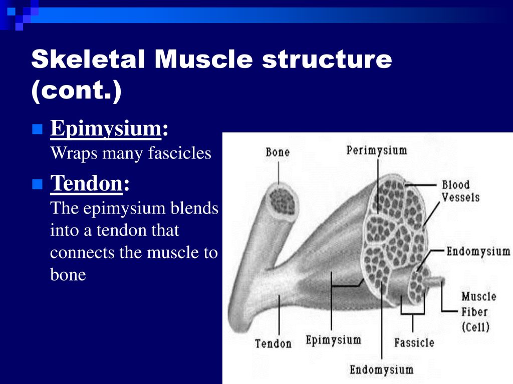 Muscular System. - ppt download