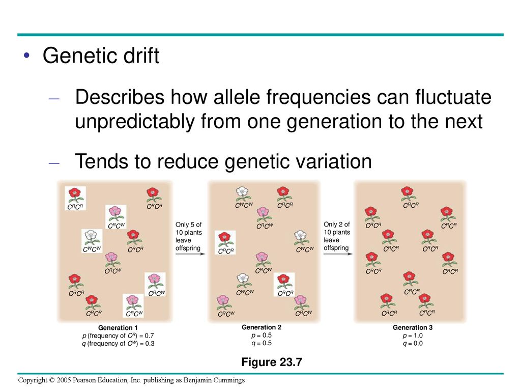 Genetic drift Describes how allele frequencies can fluctuate unpredictably from one generation to the next.