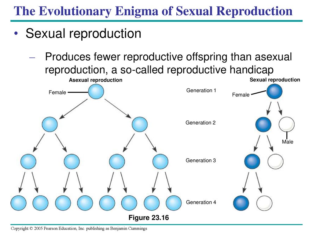 The Evolutionary Enigma of Sexual Reproduction