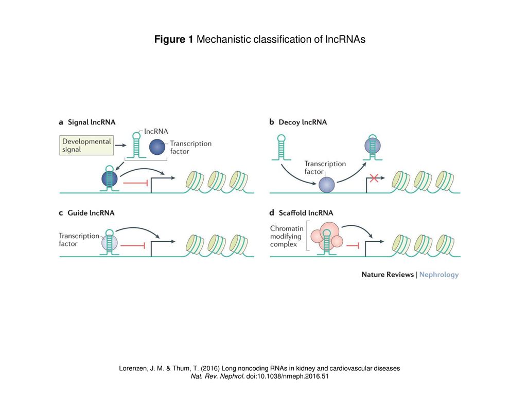 Figure 1 Mechanistic classification of lncRNAs - ppt download