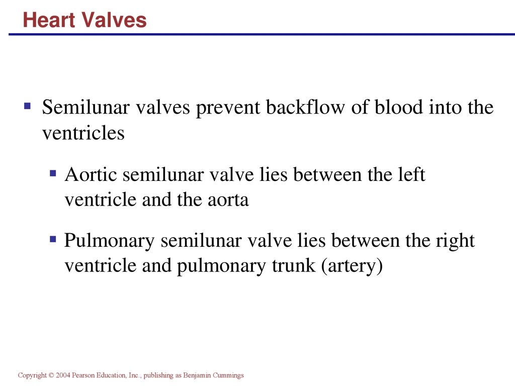 The Cardiovascular System: The Heart - ppt download