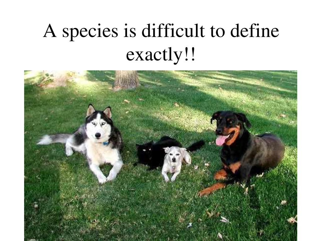 A species is difficult to define exactly!!