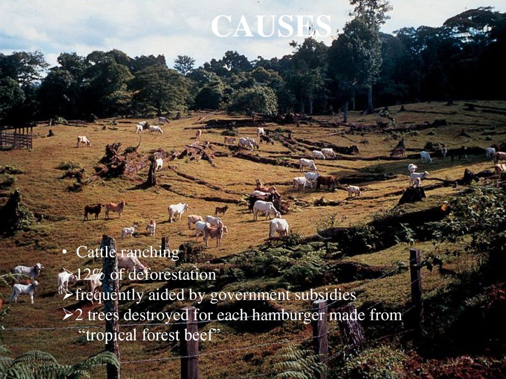 CAUSES Cattle ranching 12% of deforestation
