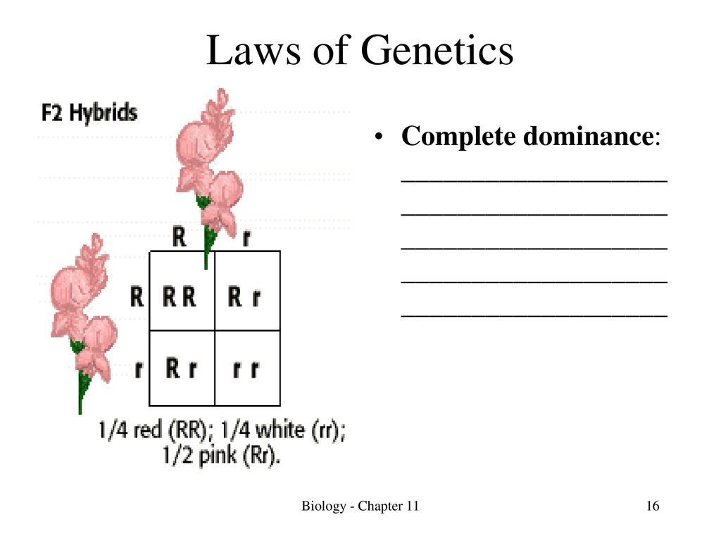 Genetics Gregor Mendel – “                   ” - Ppt Download