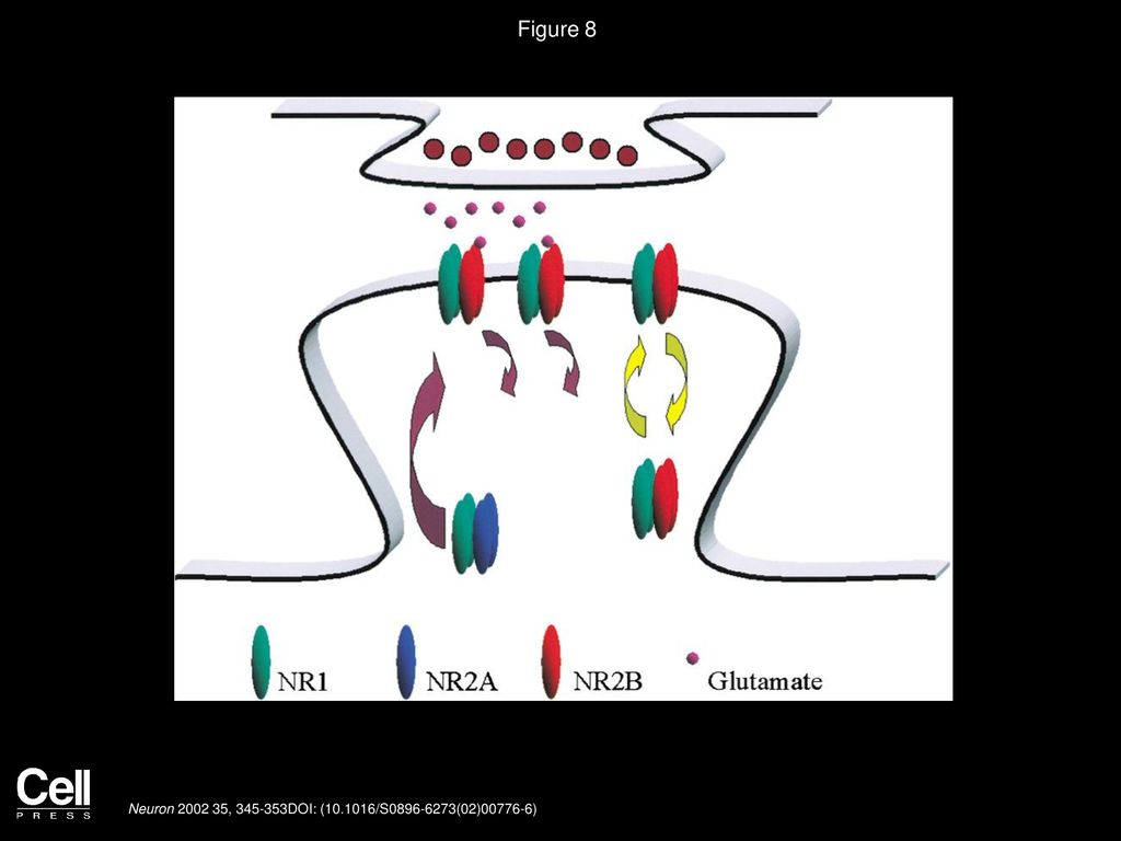 Subunit Specific Nmda Receptor Trafficking To Synapses Ppt Download 1278