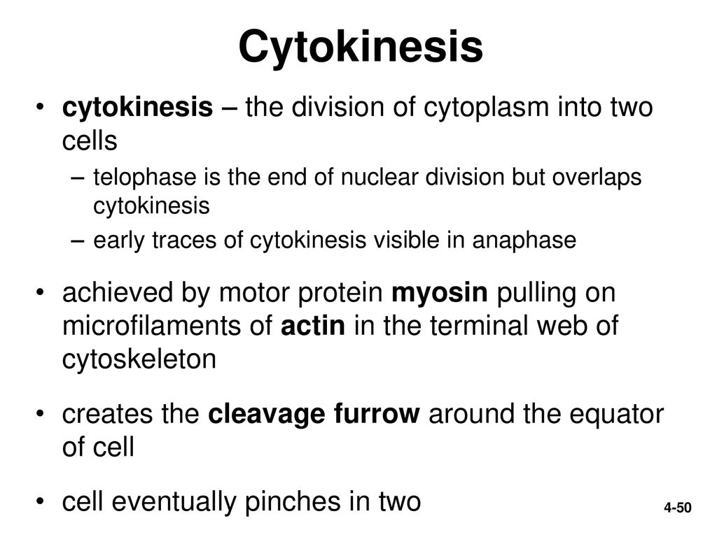 Chapter 4 Lecture Outline Biology Diagrams